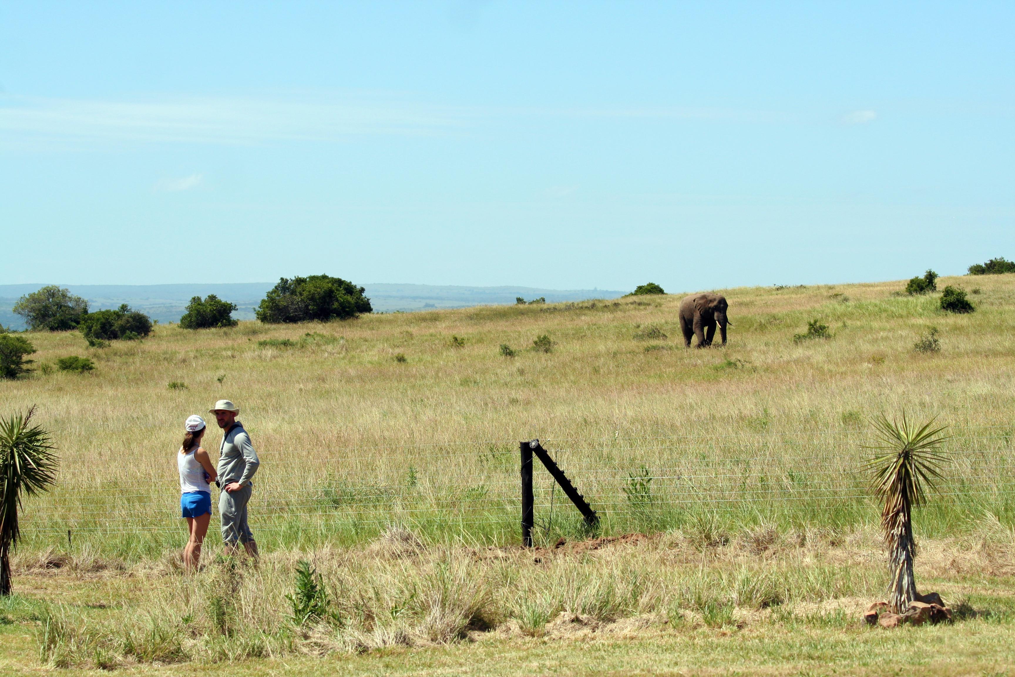 Hlosi Game Lodge - Amakhala Game Reserve Buyskloof Extérieur photo