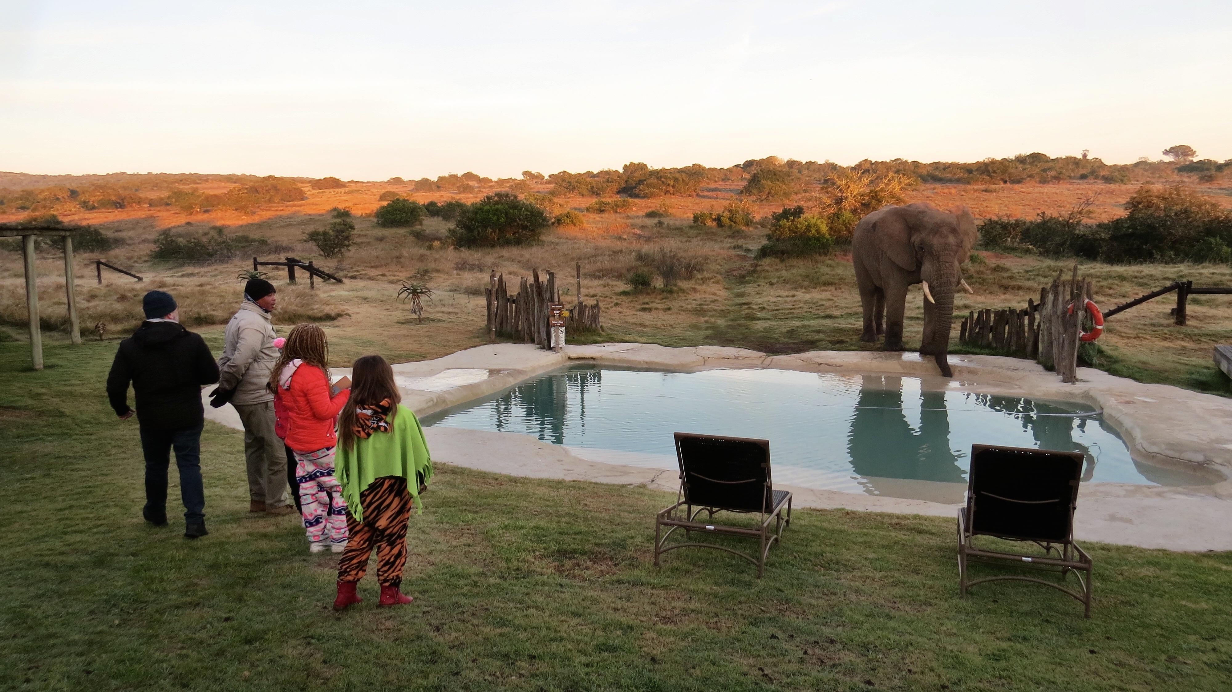 Hlosi Game Lodge - Amakhala Game Reserve Buyskloof Extérieur photo